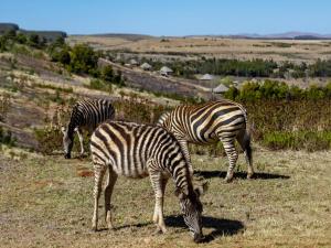 três zebras a pastar num campo de relva em Crystal Springs Mountain Lodge em Pilgrimʼs Rest