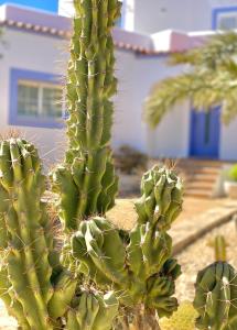 a close up of a cactus in front of a house at Villa PALMERA in Sant Jordi