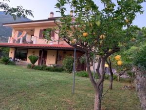 ein Orangenbaum vor einem Haus in der Unterkunft Villa Gundi in Formia