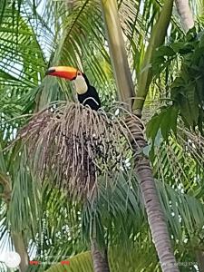 un oiseau assis sur un nid dans un palmier dans l'établissement Pousada Ventania Do Rio-Mar, à Joanes