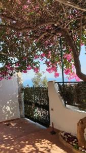 a tree with pink flowers in front of a fence at Casa Grace Amalfi - seaview in Amalfi