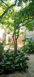 a tree in a garden with green plants at Riad Dar Zaida in Marrakech