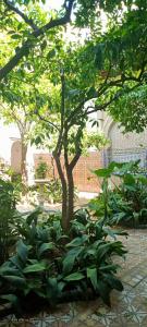 a tree in a garden with green plants at Riad Dar Zaida in Marrakesh