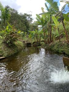 a stream of water in a field with trees at Chalet Teresopolis in Teresópolis