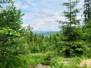 une forêt d'arbres avec des montagnes en arrière-plan dans l'établissement FlowMove Laliki, à Laliki