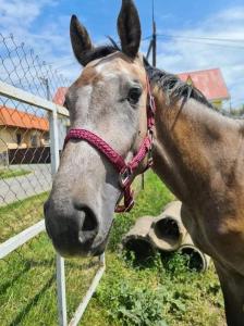 Állatok a vendégházban vagy a közelben