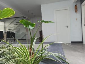 una planta en medio de una habitación en loft CARRASKETA, en Alfafara
