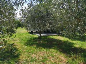 Zahrada ubytování Large camper in the olive grove