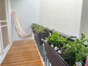 a row of plotted plants on a wall in a hallway at Sun Shine B&B in Hengchun