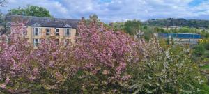 a tree with pink flowers in front of a building at Penthouse Apartment Sleeps 11 in Edinburgh