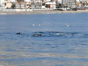 ベナルマデナにあるBenalHoliday Sun & Seaの水泳イルカの群れ
