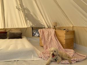 Gallery image of Bigova Glamping in Kotor