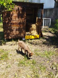 un chat marchant dans l'herbe dans une cour dans l'établissement Casa das Laranjeiras e parque infantil, à Villa Nogueira