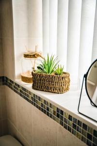 two plants sitting on a window sill in a bathroom at Aunt Mary's in Belfast