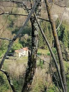 a view of a house from behind a tree at Il paradiso delle beccacce in Popiglio