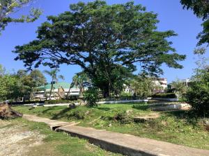 a tree in the middle of a park at HFA Bldg in Sipalay