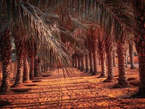 Une rangée de palmiers sur un chemin de terre dans l'établissement Palm Escape Farmhouse - By Seven Elements, à Ras al Khaimah