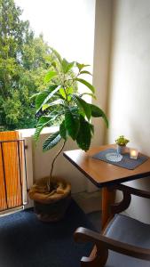 a plant in a pot sitting next to a table at Hotel Garni Zur Traube in Höhr-Grenzhausen