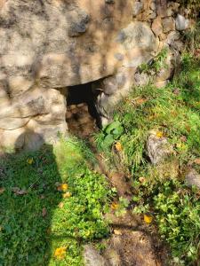 Une bande de plantes poussant sur un mur de roche dans l'établissement Las Tejeruelas Casa Rural, à Navacepedilla de Corneja