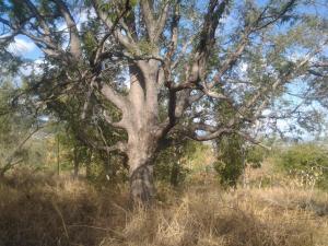 Ảnh trong thư viện ảnh của Ferme Equestre des Avirons ở Les Avirons