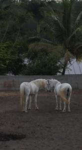 Ảnh trong thư viện ảnh của Ferme Equestre des Avirons ở Les Avirons