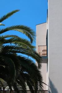 a palm tree next to a white building at Picobello Lago in Mandello del Lario