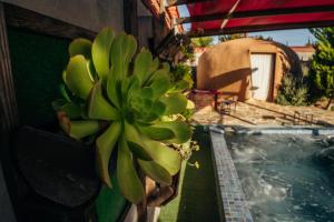 Bazén v ubytování Entre Vides Valle de Guadalupe nebo v jeho okolí