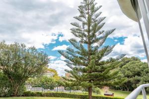 een grote dennenboom in een tuin bij Apartamento en Guadalmina con vistas al Golf in Marbella