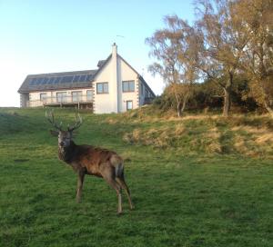 a deer standing in a field in front of a house at Darach Brae in Beauly