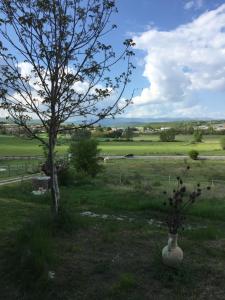 a vase in the middle of a field with a tree at Le petit chalus in Forcalquier +1 photo