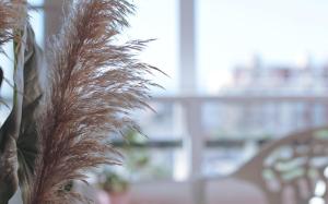 a plant in front of a chair in a room at Costa del Sol Apartment in Torremolinos