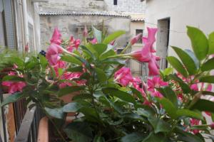 A garden outside Ciuri Ciuri