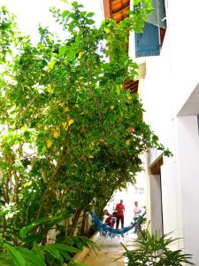 people walking down a sidewalk next to a tree at Pousada Estrela do Mar in Salvador