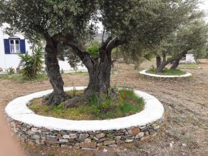 A garden outside Elisso Villas