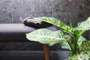 a green plant sitting next to a bench with a pillow at Picobello Lago in Mandello del Lario
