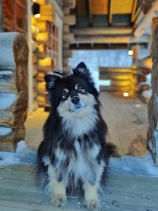 基爾皮斯耶爾維的住宿－Äijän mökki，坐在门廊上的黑白狗