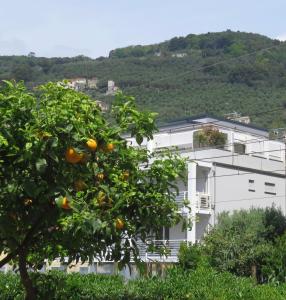 un albero di arancio di fronte a un edificio bianco di Attico Fronte Mare Residenza Matilde a Chiavari