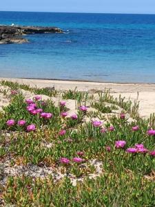 オストゥーニにあるCasetta De Benedictisの浜辺の草の中のピンクの花束