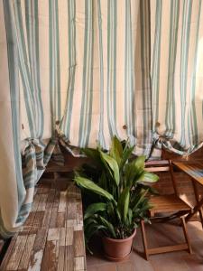 una stanza con tende blu e una pianta in vaso di Silver Home a Bagnolo San Vito