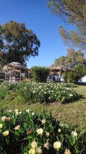 a field of flowers with a house in the background at Lodge Monte Do Sobral in Alcáçovas