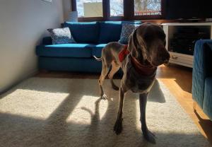 a large brown dog standing in a living room at JLS Apartament z parkingiem przy plaży in Gdańsk