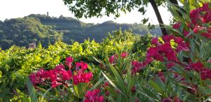 un campo de flores con montañas en el fondo en Valentina Guest House at Pintar Wine Estate, en Kojsko