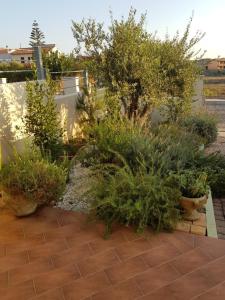 a garden with various plants and trees on a patio at villa "LA PINA" in Valledoria