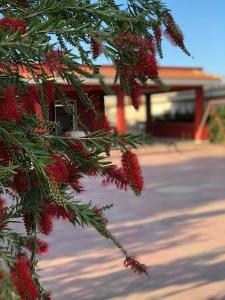 einen Zweig eines Weihnachtsbaums mit roten Beeren in der Unterkunft Casa Vacanza Santa Maria del Focallo in Santa Maria Del Focallo