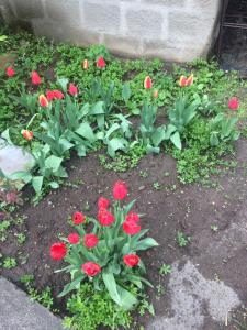 un montón de flores rojas en un jardín en Gokor B&B, en Dilijan