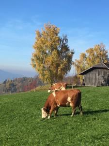 Tiere in diesem Bauernhof oder in der Nähe