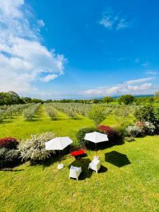 two white umbrellas and chairs in a field at Podere San Francesco in Bolsena