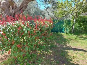 einen Busch mit roten Blumen im Garten in der Unterkunft Bill's Garden Villa in Kalamos