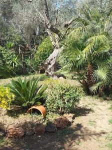 einen Garten mit Pflanzen und Bäumen und einem Topf in der Unterkunft Bill's Garden Villa in Kalamos