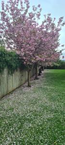 a tree with pink flowers on it in a field at Penthouse Apartment Sleeps 11 in Edinburgh